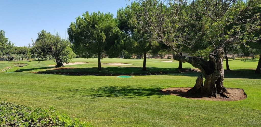 lolium-perenne-en-campo-de-golf