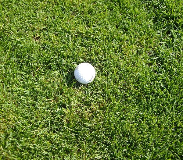 Poa Pratensis Liberator