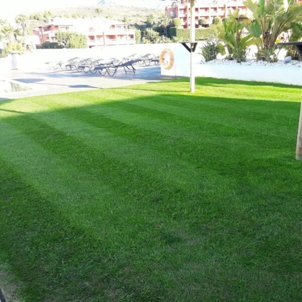 Lolium multiflorum PALMETTO