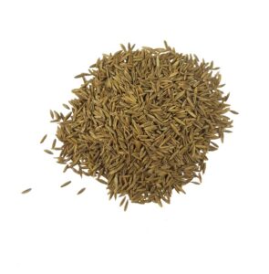 detalle-semilla-festuca-arundinacea-estrena