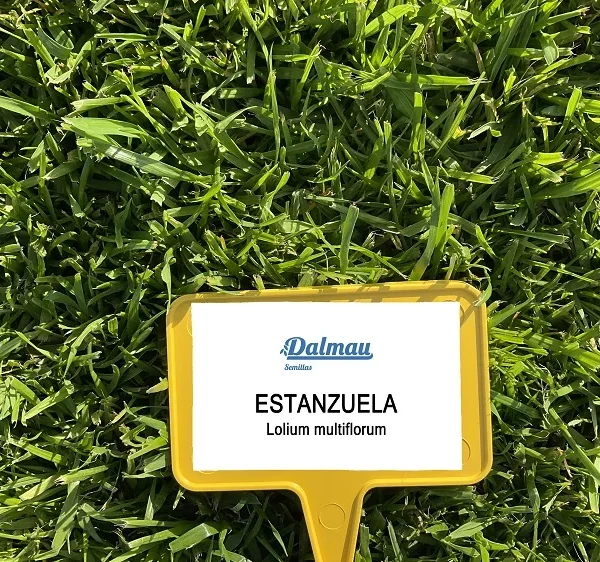 Lolium multiflorum ESTANZUELA