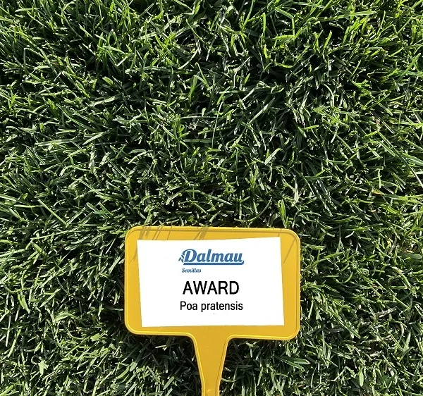 Poa pratensis AWARD