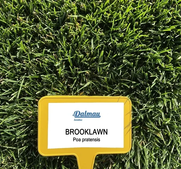 Poa pratensis BROOKLAWN