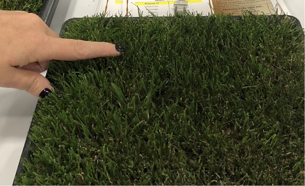 muestra-cynodon-dactylon-hibrido-arden-15