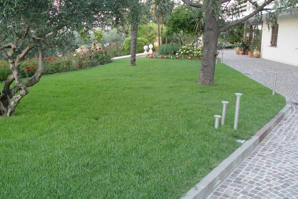 cómo sembrar césped tú mismo paso a paso Semillas Dalmau