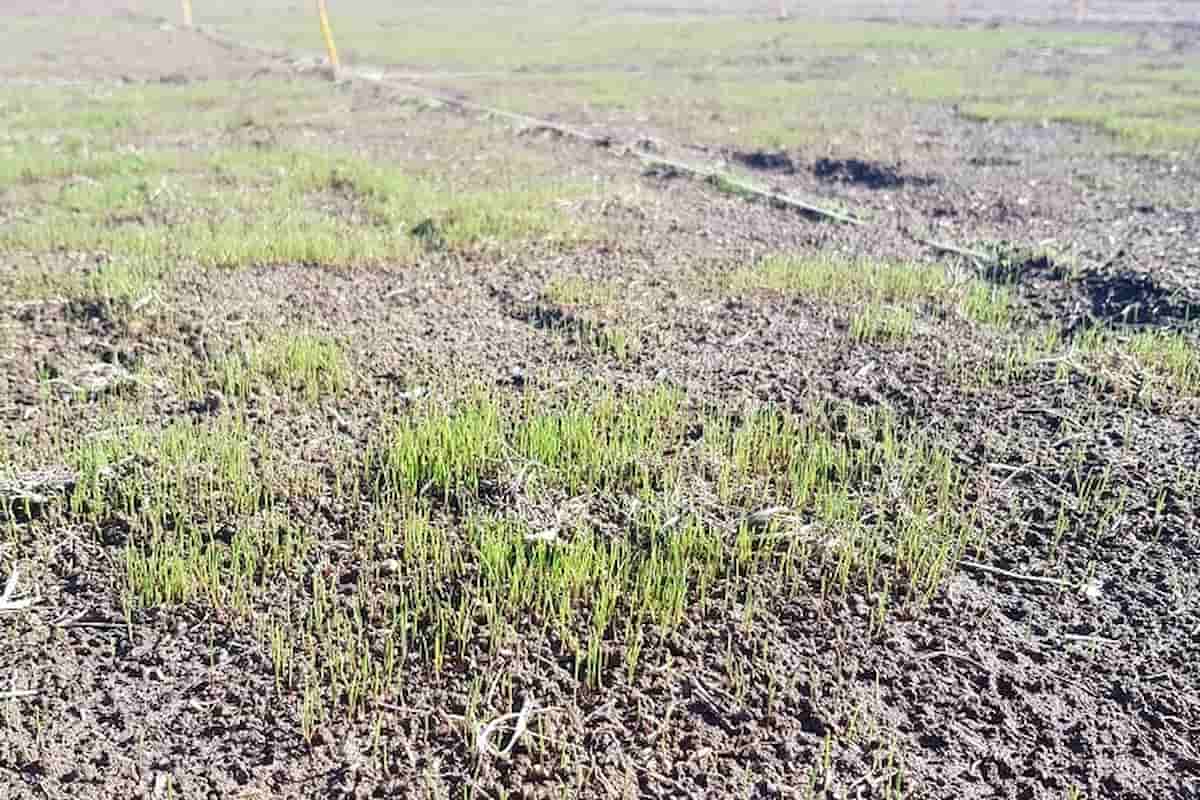 primer corte del césped ya germinado Semillas Dalmau
