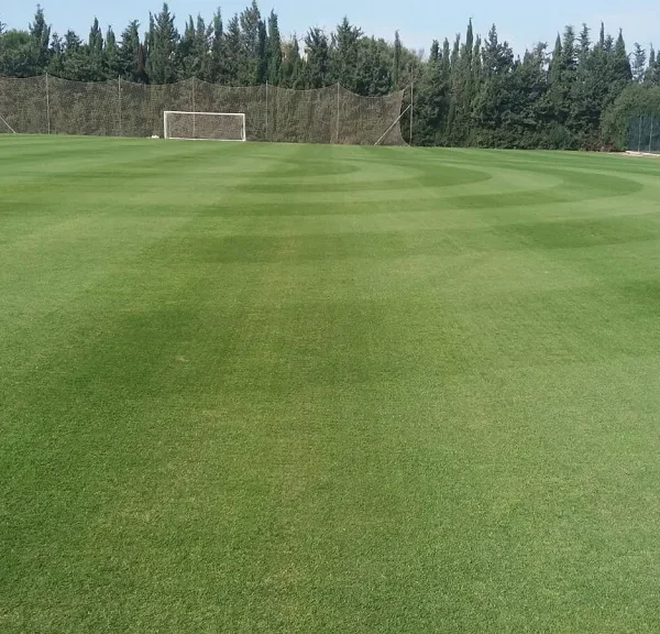 Lolium Perenne Romeo