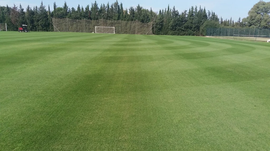 Lolium perenne en campo de futbol