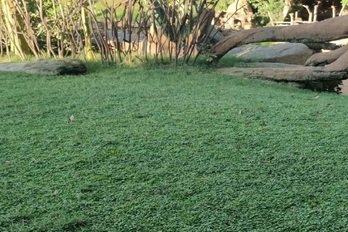 cómo conseguir Dichondra repens densa y uniforme Semillas Dalmau