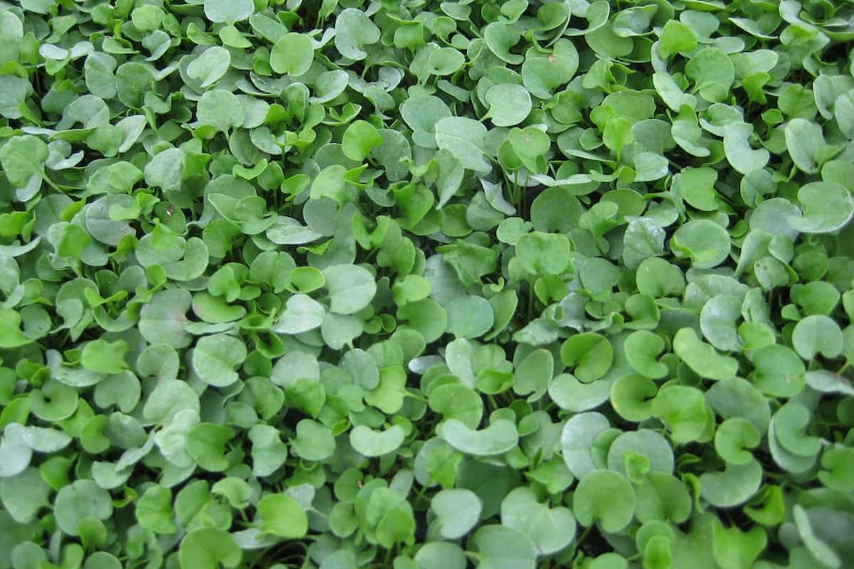 cuidados Dichondra repens Semillas Dalmau