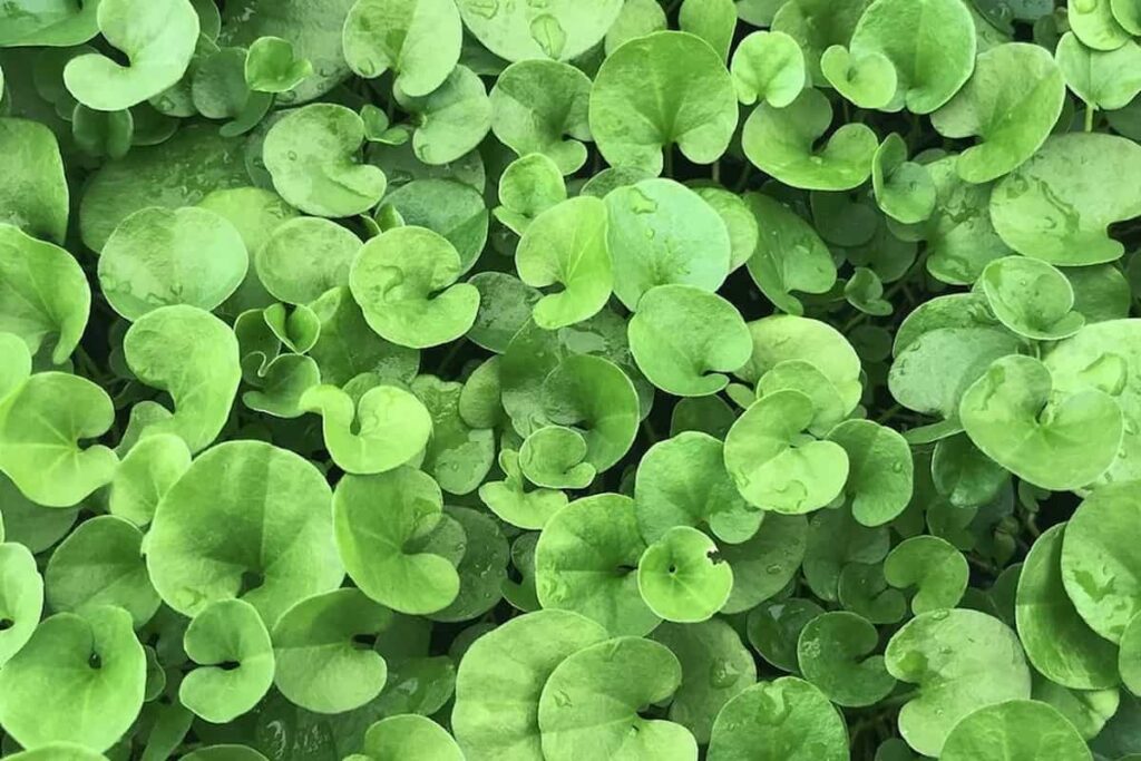 Dichondra repens alternativa al césped con bajo mantenimiento Semillas Dalmau