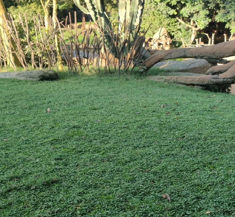 dichondra-repens-zoologico