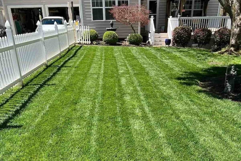 festuca arundinacea césped alta resistencia y bajo mantenimiento Semillas Dalmau