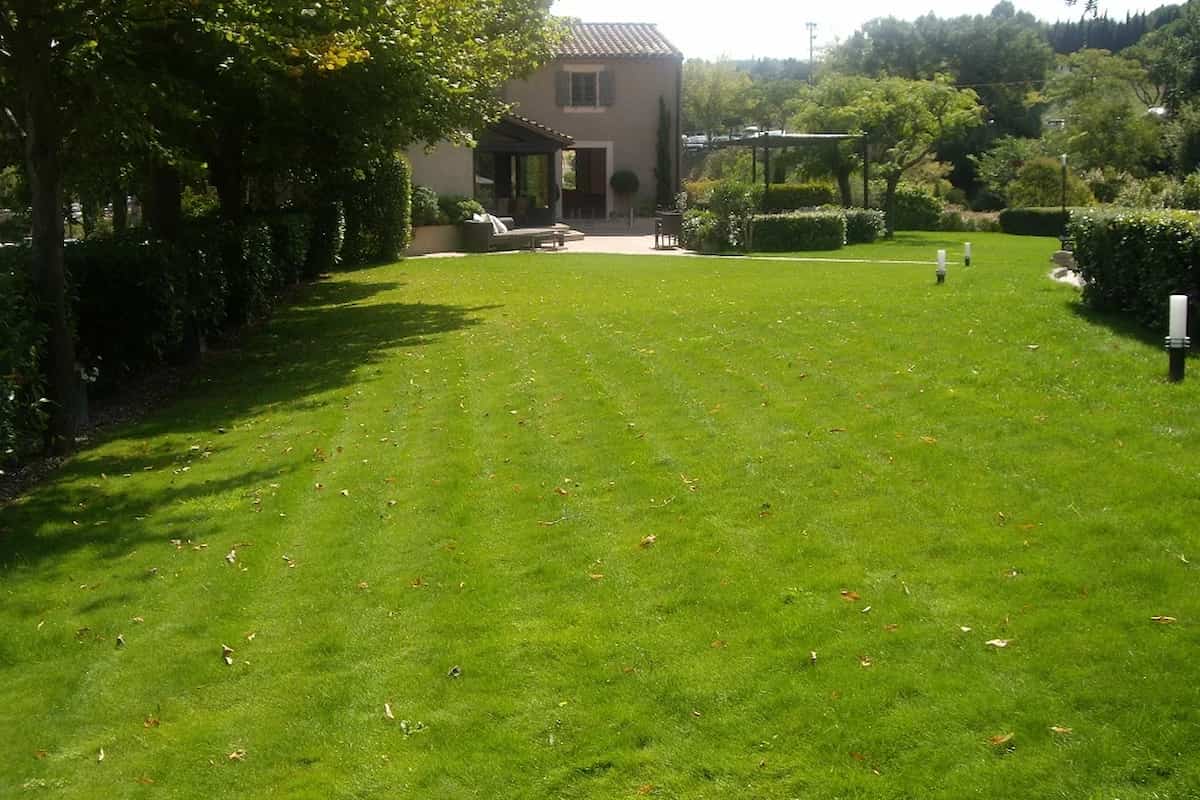 mantenimiento festuca arundinacea Semillas Dalmau