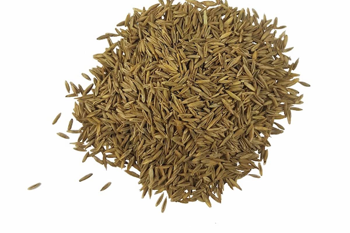 semillas festuca arundinacea estrena características Semillas Dalmau