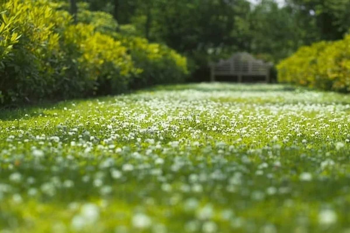 Trifolium repens para un jardín tupido Semillas Dalmau