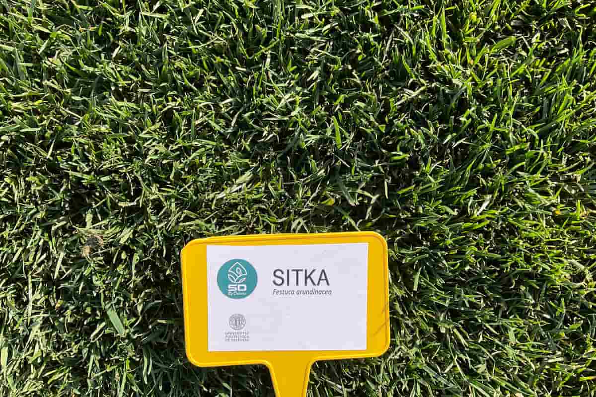 variedades festuca arundinacea sitka Semillas Dalmau