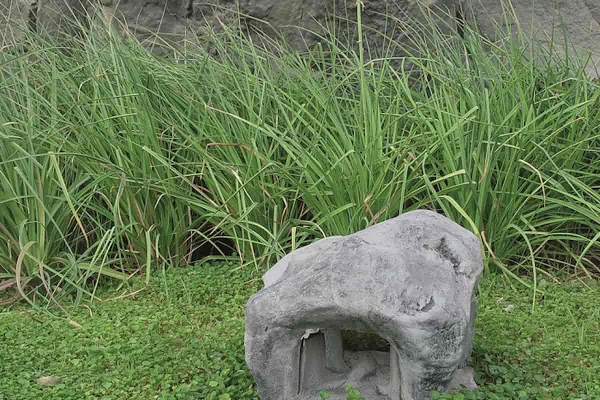 ventajas Dichondra repens Semillas Dalmau