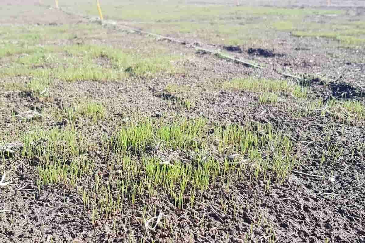 beneficios aireación para el césped Semillas Dalmau