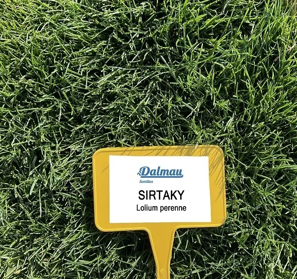 Lolium perenne SIRTAKY
