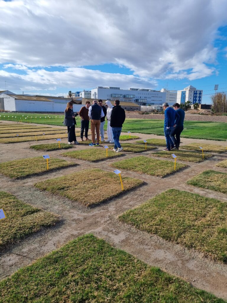 Investigación de la Universidad Politécnica de Valencia sobre las semillas de césped