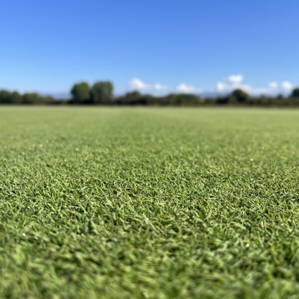 Agrostis Stolonifera Declaration