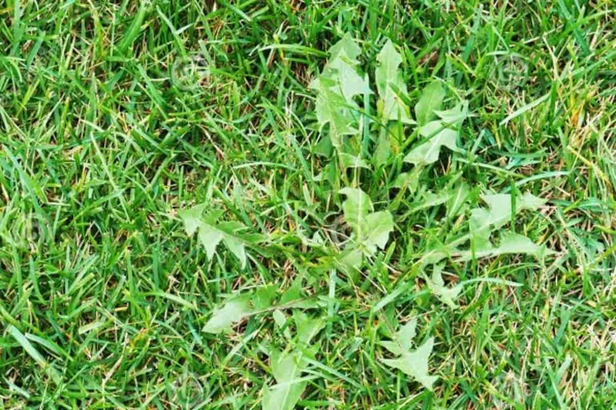 cómo eliminar malas hierbas para siempre Semillas Dalmau