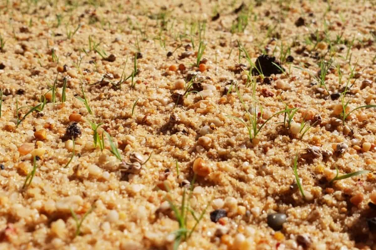 cuánto tarda en crecer el césped de semilla Semillas Dalmau