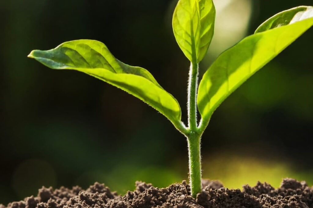 diferencia entre abono y fertilizante para césped Semillas Dalmau