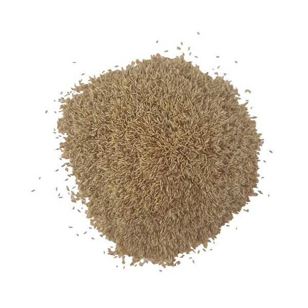 detalle-semilla-agrostis-stolonifera-tyee